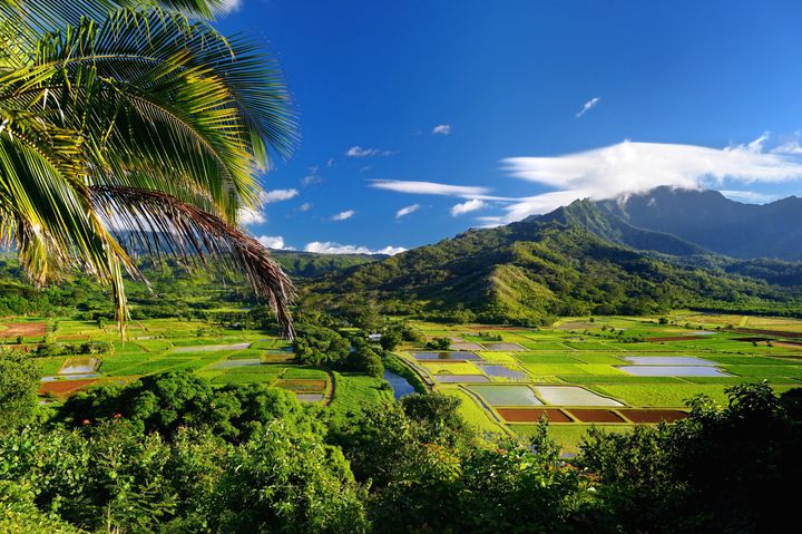 Taro fields on Kauai island, Hawaii.