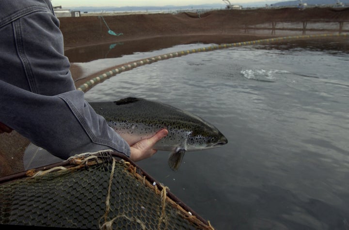 A study on salmon populations is one of the papers that Greenpeace has taken issue with.