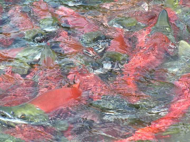 Sockeye salmon in Bristol Bay, Alaska.