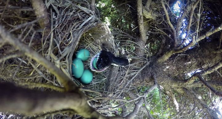 The hungry snake swallows the first of four eggs after sneaking into the nest.