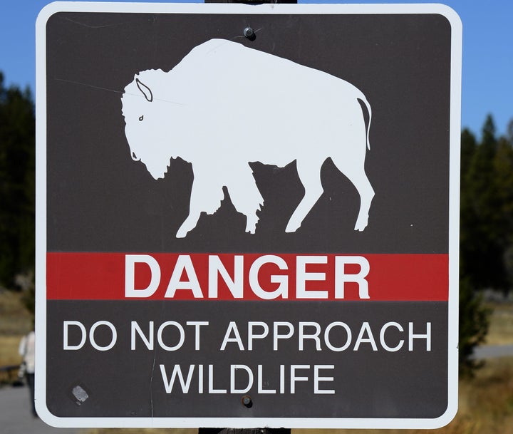 A sign in Yellowstone National Park warns visitors to keep away from wildlife. Two tourists allegedly put a baby bison into their car and drove off because they thought the animal was cold.