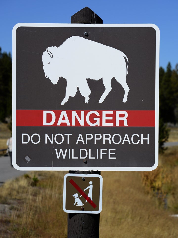 A sign in Yellowstone National Park warns visitors to keep away from wildlife. Two tourists allegedly put a baby bison into their car and drove off because they thought the animal was cold. 