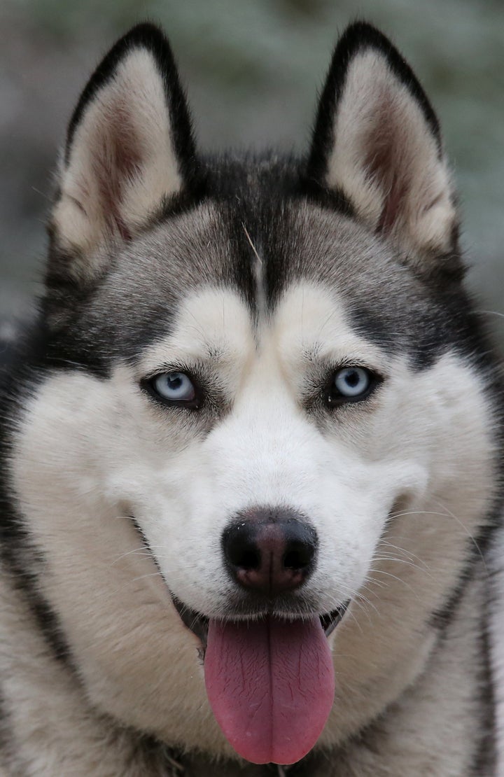 Could the animal be pet Husky that has been left to go feral?