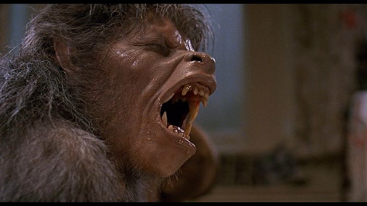 A 'half-man half-wolf' beast is rumoured to be prowling an abandoned industrial estate just outside of Hull. Pictured is a still from the 1981 film An American Werewolf in London 