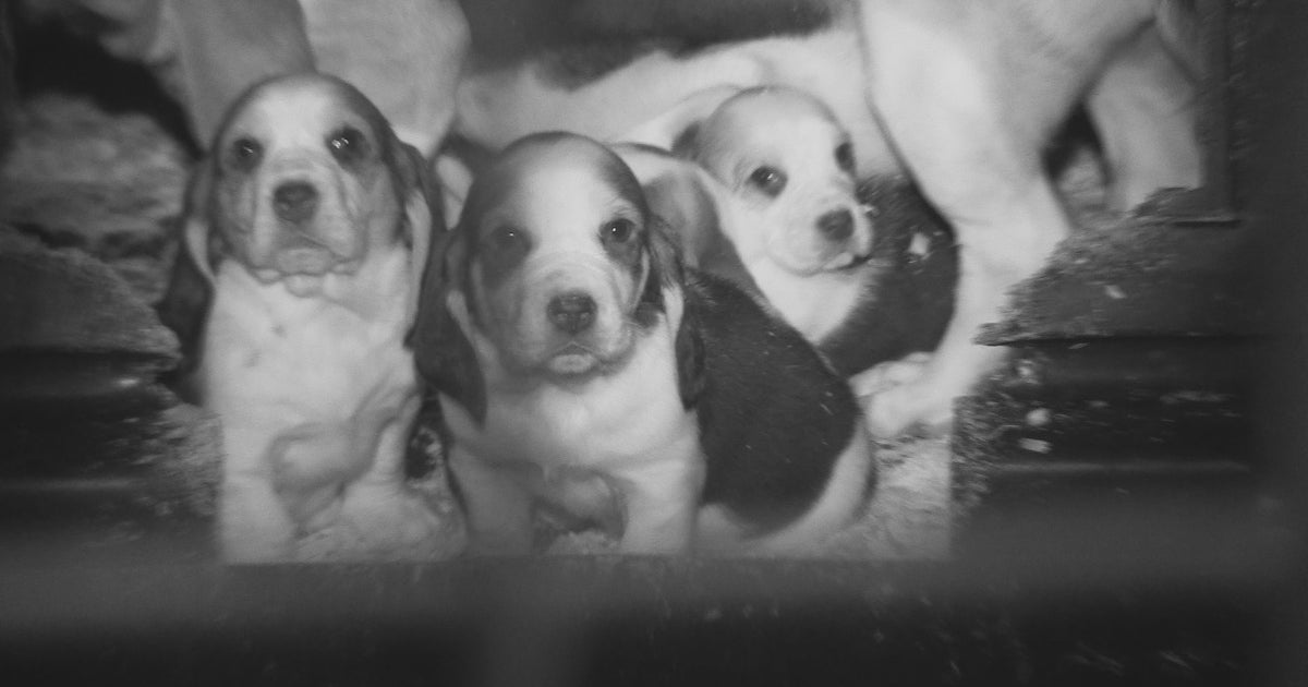 BBC Panorama Britain s Puppy Dealers Exposed Reveals The Shocking