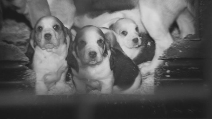 BBC Panorama's Britain’s Puppy Dealers Exposed reveals the shocking reality behind puppy farming.