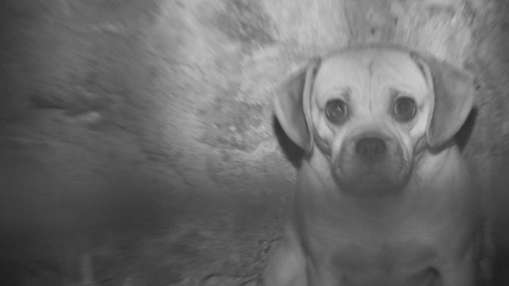 Undercover footage shows dog behaviour that is 'disturbing to watch'.