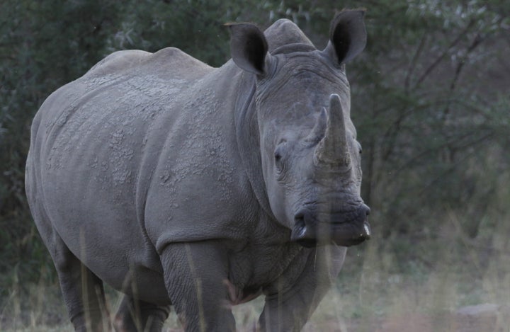 A White Rhino walks in the dusk light in Pilanesberg National Park in South Africa's North West Province.