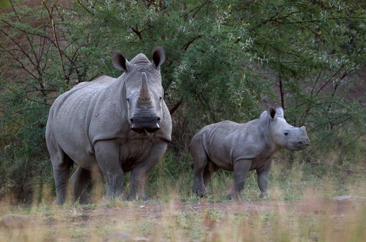 A White Rhino and her calf walk in the dusk light in Pilanesberg National Park in South Africa's North West Province.