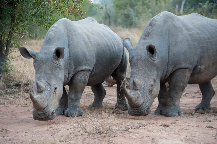 White rhinoceros in near the Kruger National Park in South Africa.