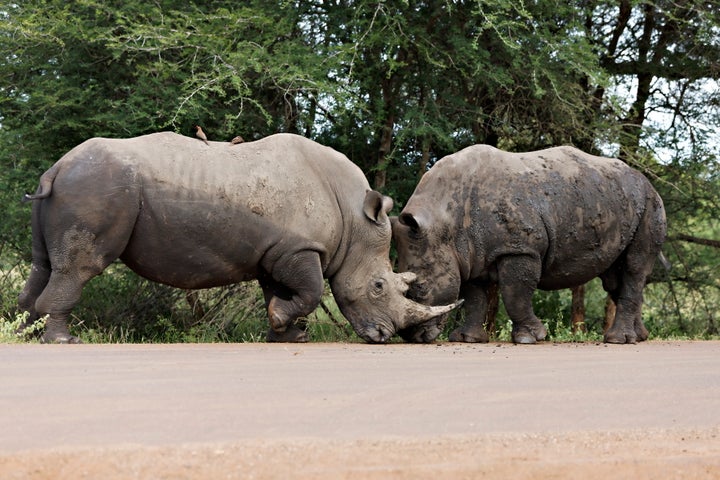 White Rhinoceros standing at the edge of a road , Kruger National Park, South Africa.