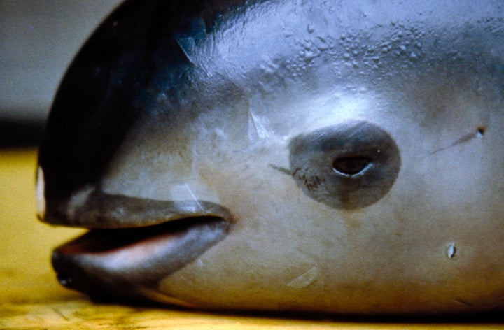 A dead vaquita, photographed in San Felipe, California in 1992. 