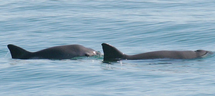 Vaquitas swim in the Gulf of California.