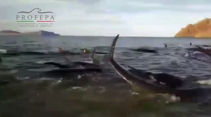 A total of 24 pilot whales have died after entering shallow waters in Mexico.