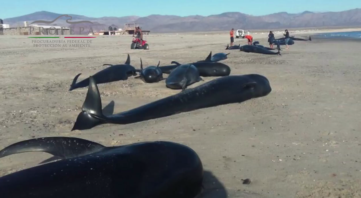 Rescuers spent 12 hours trying to save the stricken whales.