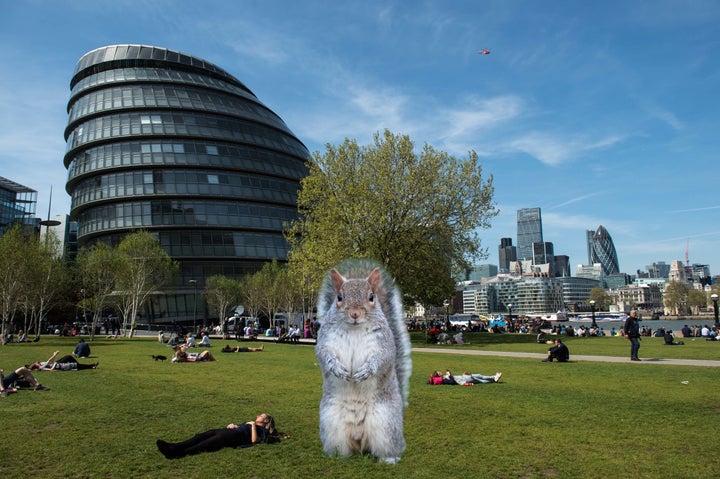 How long before London falls to Squirrelism?