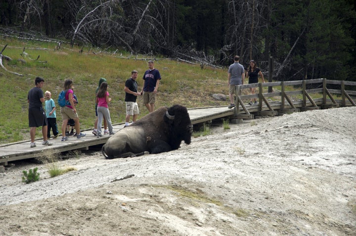 Tourists warily walk past a resting bison in Yellowstone National Park.