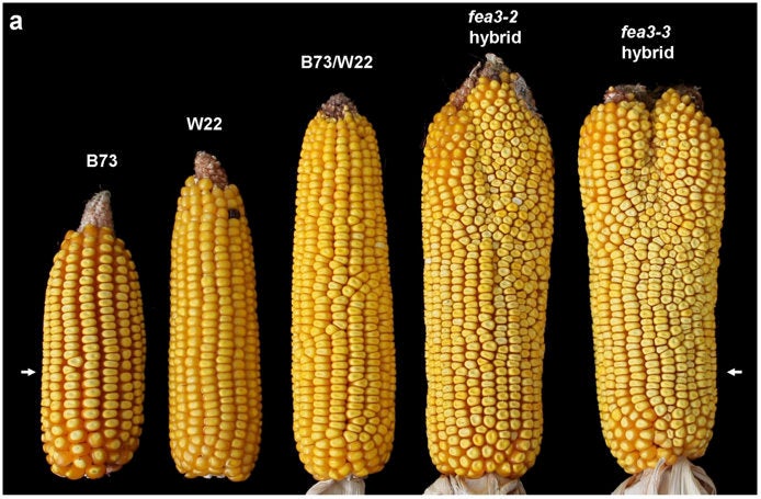 The two ears on the right are the new hybrids.