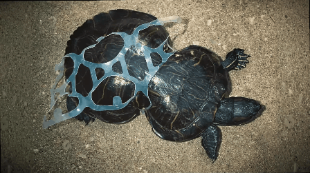 What the below video says happens to turtles when stuck in plastic six-pack rings.
