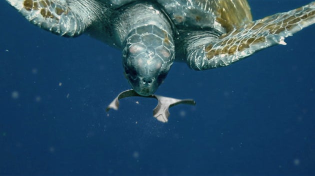 Edible Rings On Six-Packs Feed Marine Life If They End Up In The