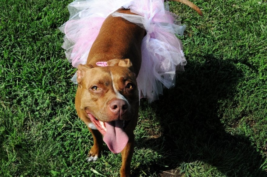 Nala rocks a tutu like nobody's business. 