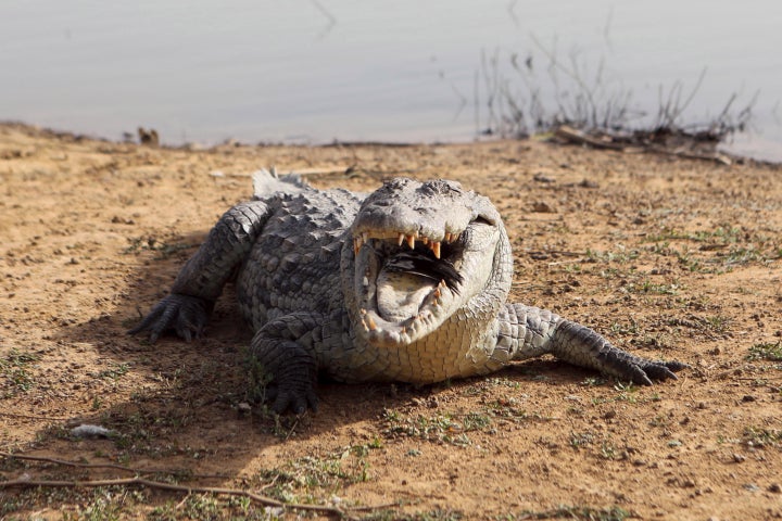 <strong>Ray McCumber, 72, has told how he fended off a crocodile using a spanner and spark plugs </strong>
