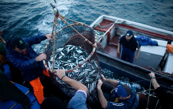 Portugal was the first European Union country to issue the sustainability certificate for the Pilchardus Sardina fish. Portuguese canning companies bid for the certificate, awarded by the Marine Stewardship Council, as a stamp of quality for their product.