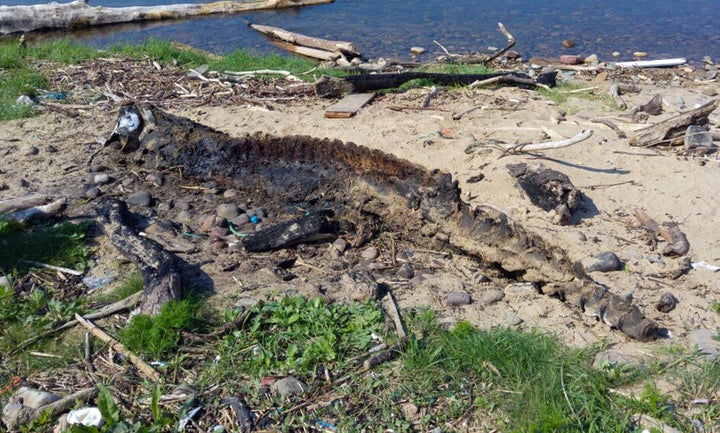 This carcass was discovered at Morfa Beach in Port Talbot