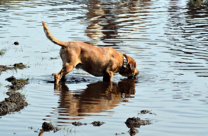 Three dogs have died after drinking water from a lake in Kent (file image).