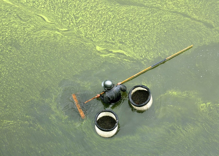 Runoff from farms can cause algae blooms that kill marine animals. 