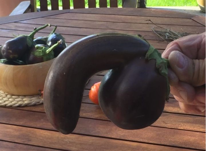 Is That An Eggplant Youre Auctioning, Or Are You Just Glad To See Me ...