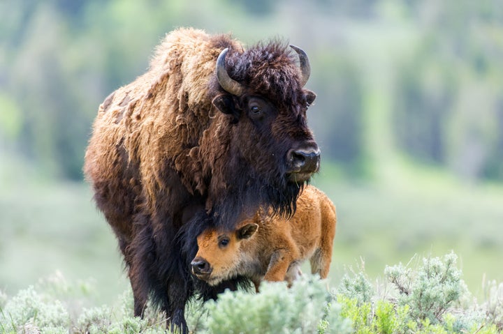 A mother bison with her calf at Yellowstone National Park.