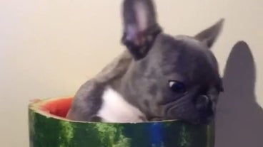 funny dog videos funny dog videos