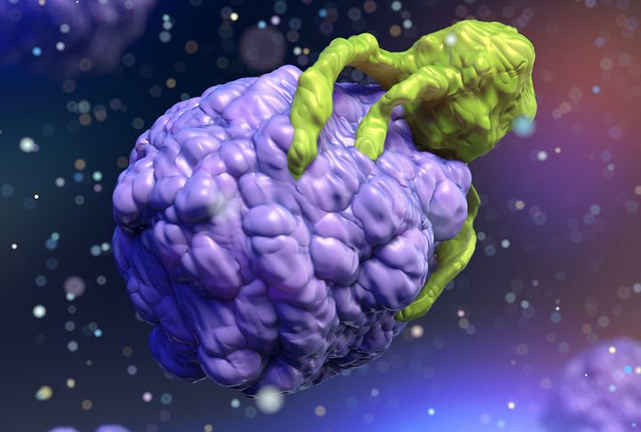Killer T-lymphocyte (green) beginning to attack a cancer cell (mauve).