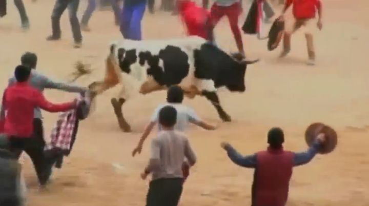 <strong>Eight people were injured during the first day of the Toro Chutay bullfighting festival in Peru.</strong>