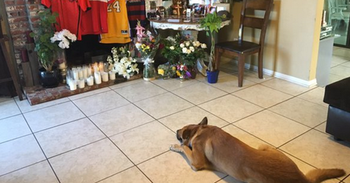 Photo Of Grieving Dog At Owner's Memorial Is Breaking Hearts Around The