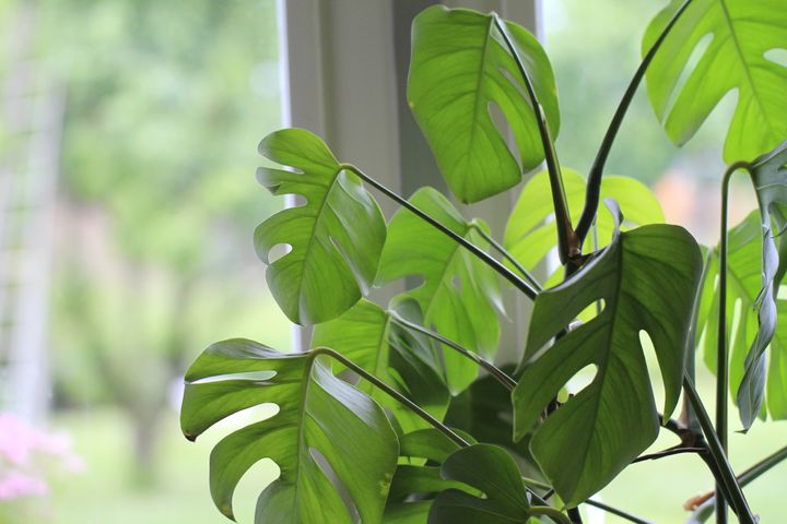 Houseplants are a simple way to keep the energy in your home clear. 