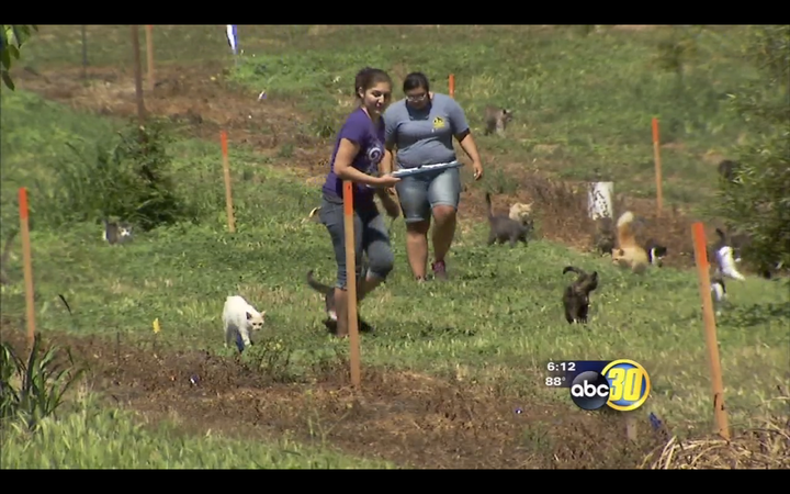 The sanctuary is home to more than 700 cats and kittens, according to its website.