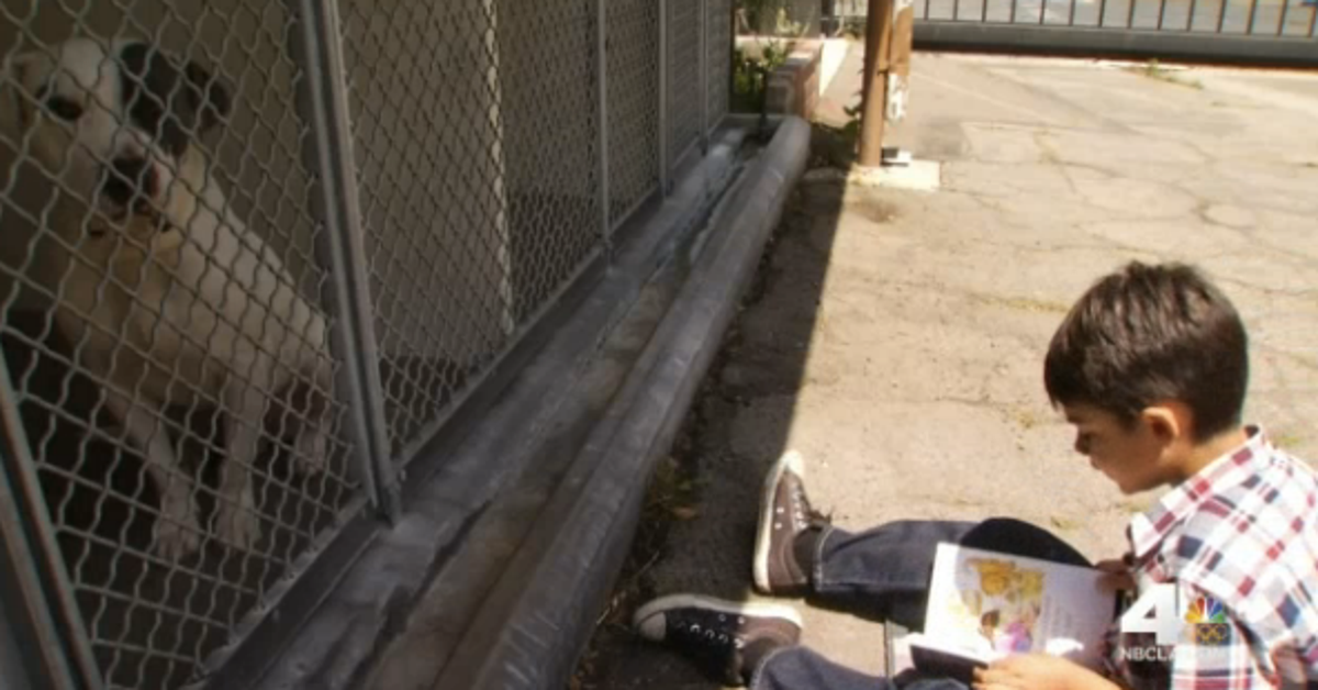 Boy With Autism Helps Rescue Dogs Get Socialised By Reading To Them ...