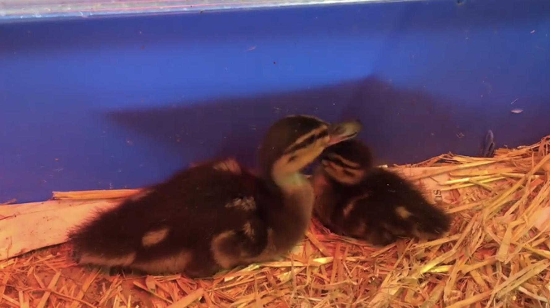Two Orphan Ducklings Who Lost Everything Are Now Best Friends | HuffPost