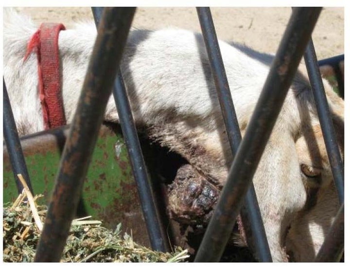 A goat with a tumor on its neck, photographed by a USDA inspector at Santa Cruz Biotechnology.