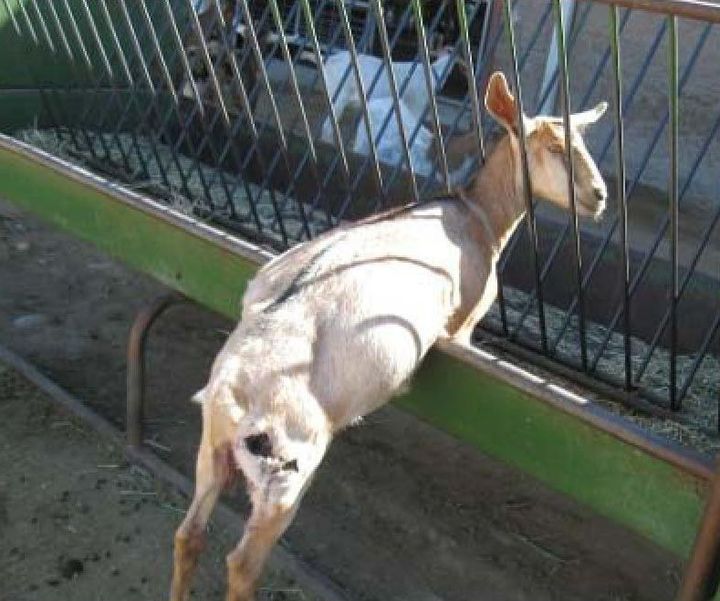 A goat with a wound on its hind leg, as photographed by a USDA inspector at Santa Cruz Biotechnology's California facility.