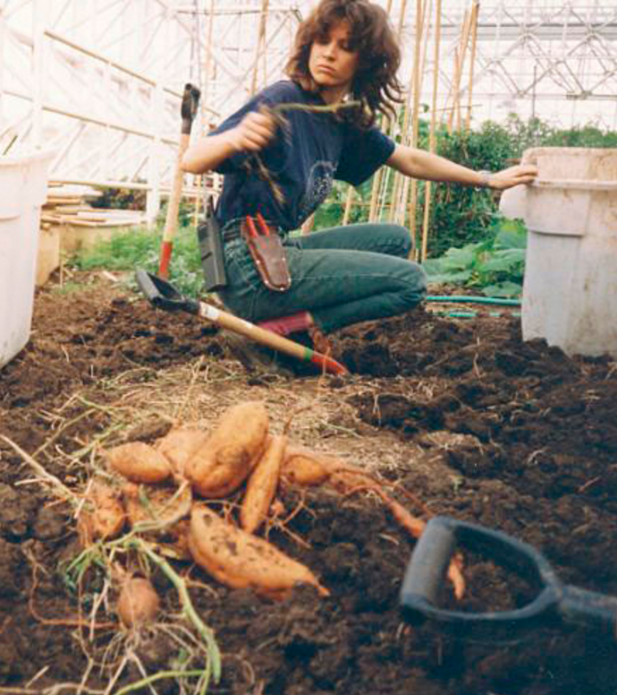 Harvesting sweet potatoes