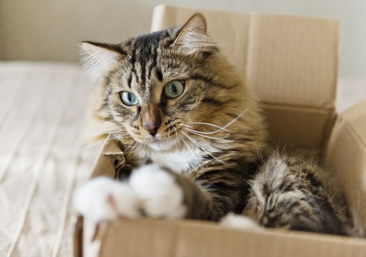 You can take a cat out of the box but -- well, actually you probably shouldn't try it.