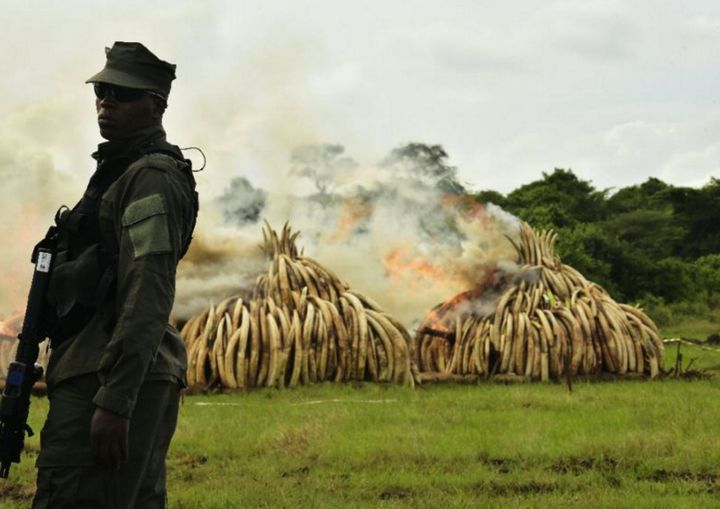A ranger stands in front of burning ivory stacks at the Nairobi National Park in April