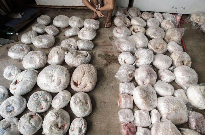 A man in handcuffs squats down next to dead pangolins which were seized by authorities in Guangzhou, China, in 2014. Pangolins curl up into a ball when threatened.