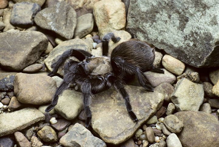 A Phormictopus cancerides tarantula, which is common in the Dominican Republic and Haiti.