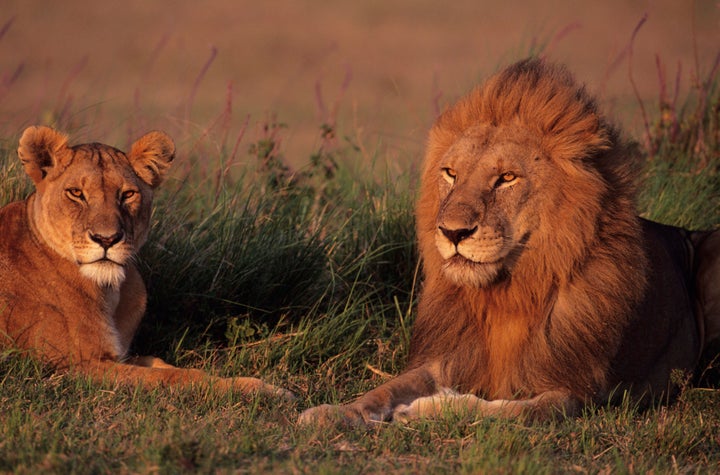 The two lions, not pictured, were shot dead after a man entered their enclosure at the Metropolitan Zoo in Santiago, Chile, on Saturday morning.