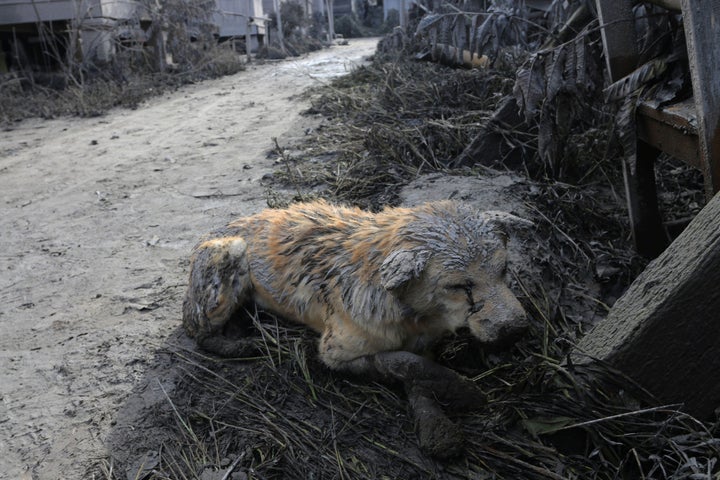 A dog is seen covered with ash following the deadly eruption which killed at least seven people.