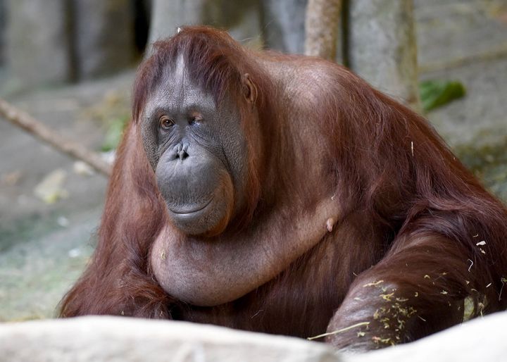 A 54-year-old Bornean orangutan named Maggie, pictured, was euthanized Friday at a Chicago zoo after declining health.